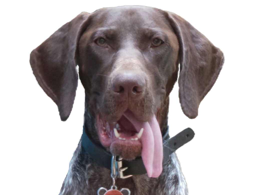 german shorthaired pointer image