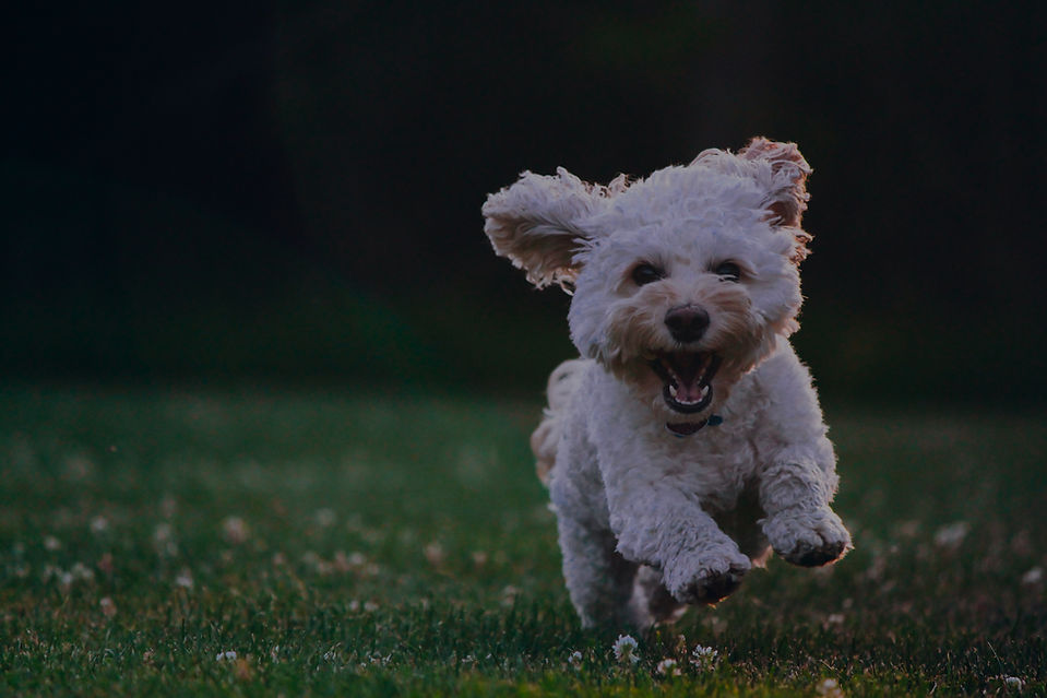 Fluffy cockapoo having the time of his life at the park_edited.jpg