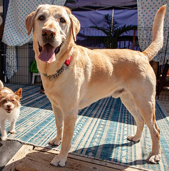 an images of Sandy and Feebee