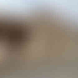 Travelling New South Wales - The Tenterfield Saddler