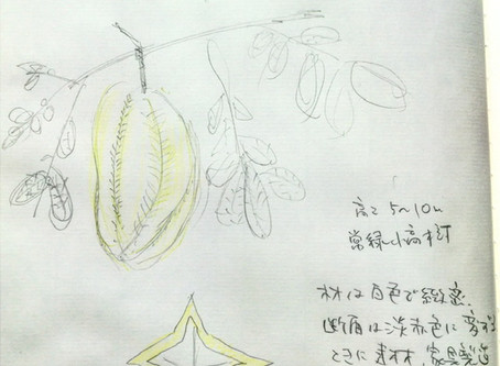 スターフルーツ Khế