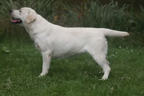chiens-Labrador-Retriever-1b0db180-ce25-f714-69d5-3ecb2f002a20_min (1).webp
