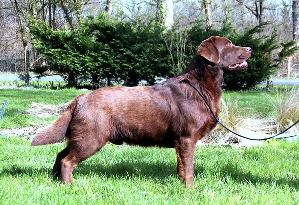 chiens-Labrador-Retriever-373fc8cd-de5d-44f4-d1bd-30e49e27bc17_min.webp