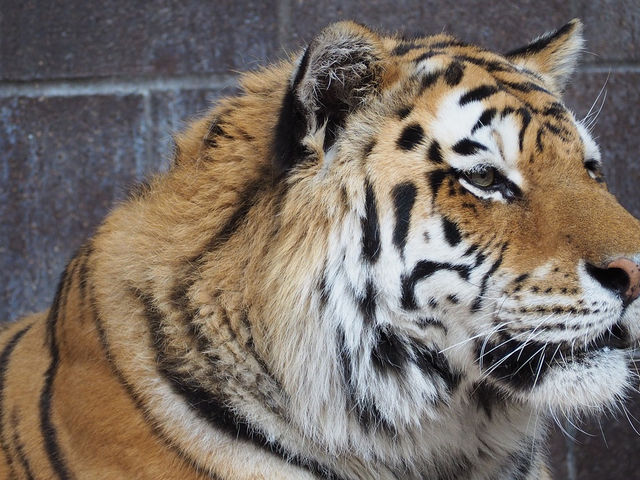 O Tigre