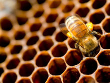 Propolis Revealed: How Bee Compounds Support Cellular Health and Immunity