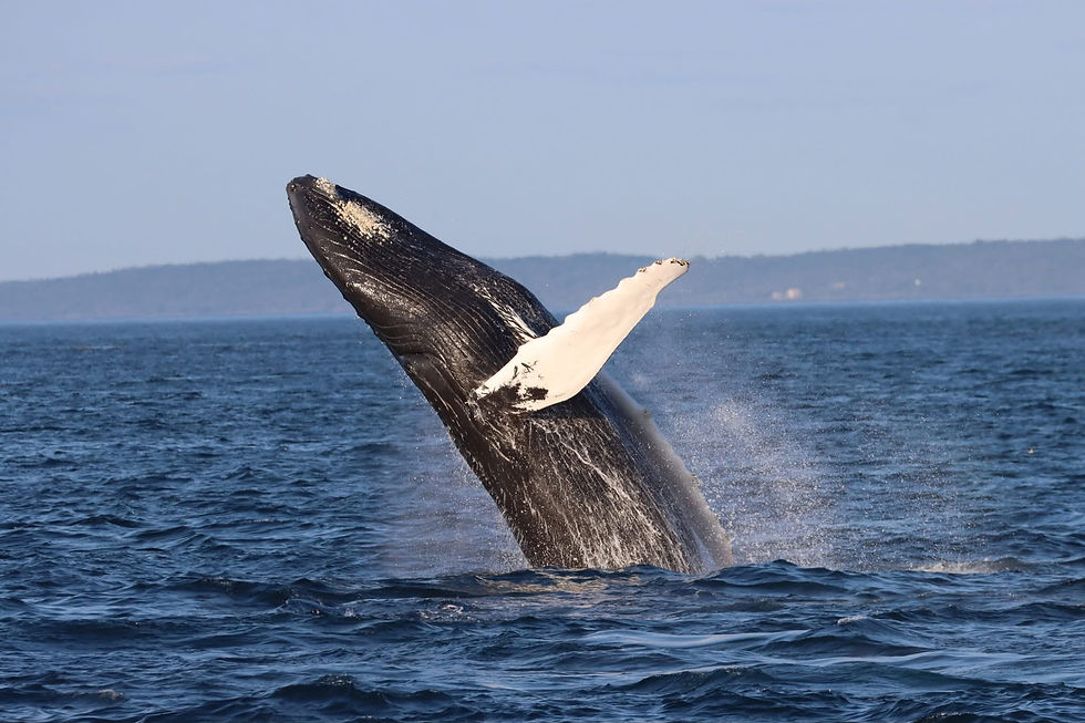 Humpback whale breaching from the blue ocean, sending up spray, with a distant shoreline under a clear sky.