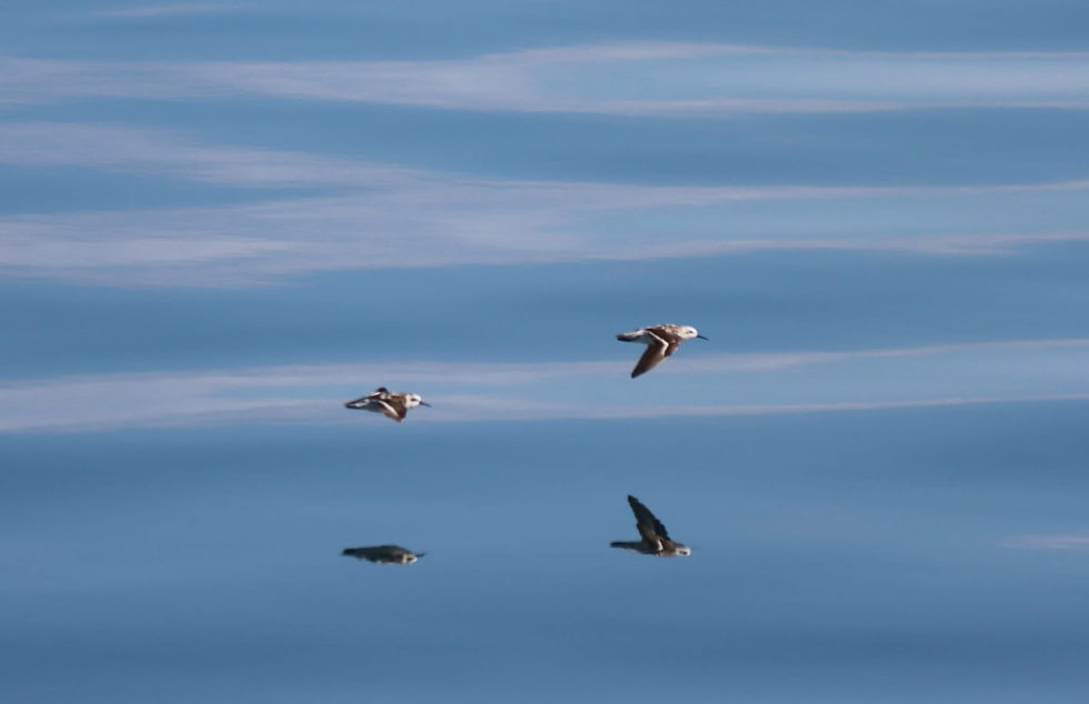Four seabirds fly across a blue sky Bay of Fundy with wispy clouds