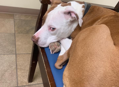 Shelter Happenings