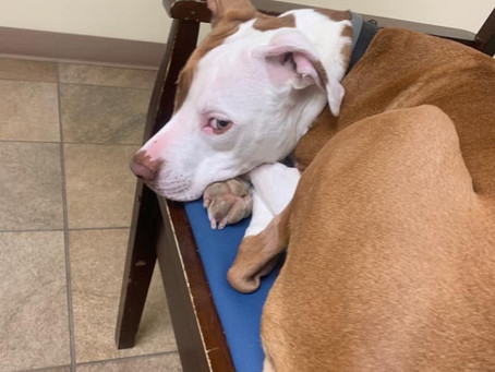 Shelter Happenings