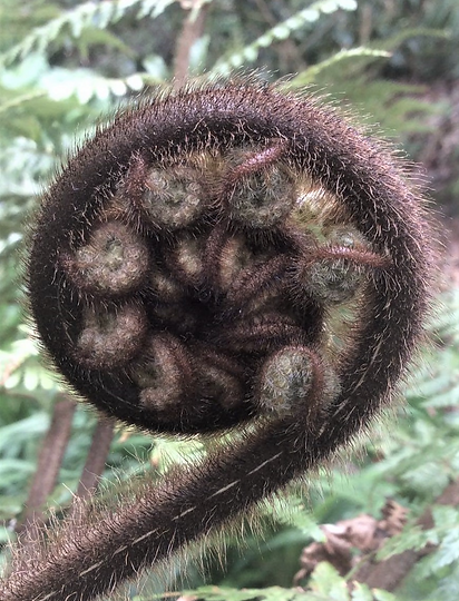koru fern.png