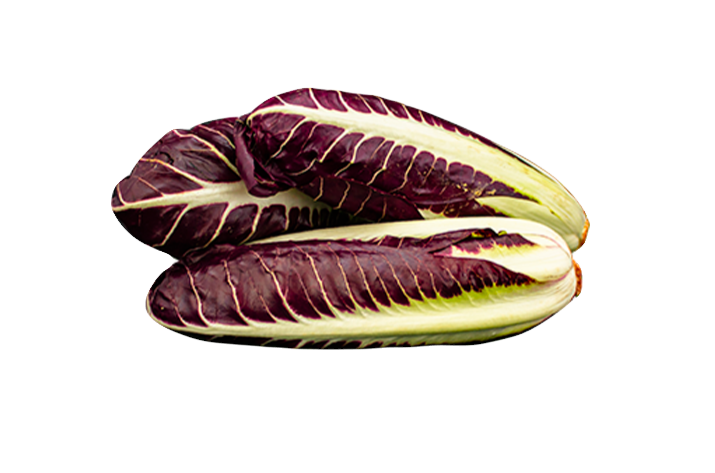 Miniatura: Radicchio Precoce