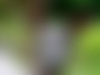 De calatos y ojalás