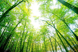 2407797-green-forest-bright-natural-colours.jpg