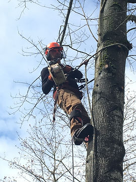 Pro Tree Services - John Pickard.jpeg