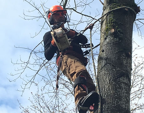 Pro Tree Services - John Pickard.jpeg
