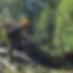 ProTreeServices-fallentreeremoval.jpg
