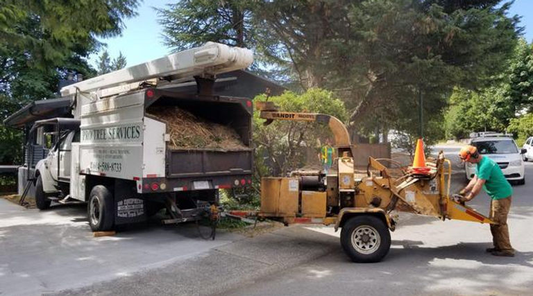 Pro Tree Services photo 1