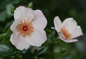 4鈴130.jpg