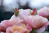 8宮150.jpg