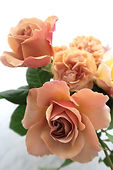 3菊103.jpg