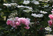 4鈴157.jpg