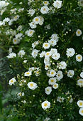 3菊127.jpg