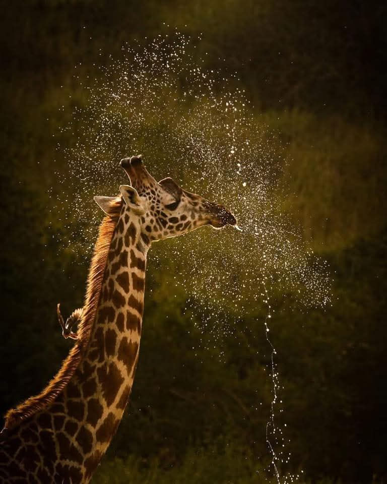 Eye-level view of a safari jeep driving through the Serengeti plains