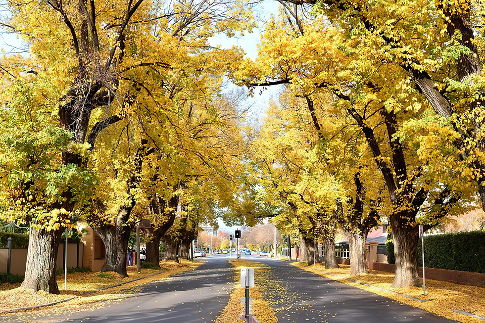 Tree-lined suburban street in autumn, with golden leaves covering the road and sidewalks under a clear blue sky.