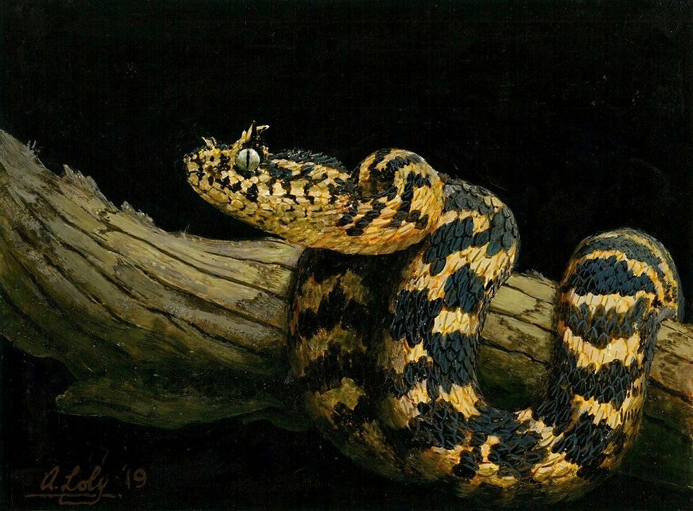 Atheris ceratophora