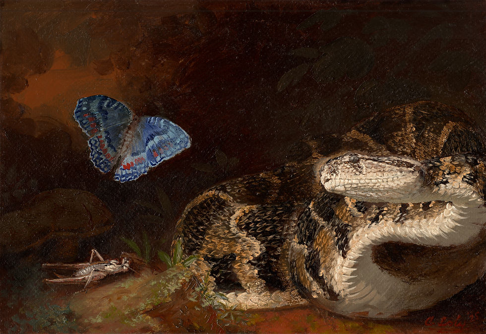 Puff Adder and Gaudy Commodore