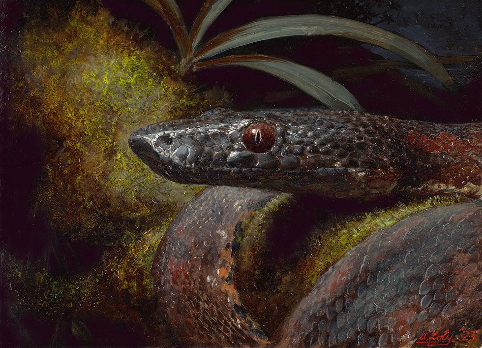 Solomon Island Ground Boa