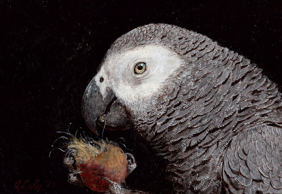 African Grey Parrot with Oil Palm Fruit