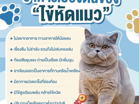 อาการเบื้องต้นของ ❝ไข้หัดแมว❞ 🐈