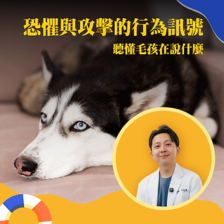 犬貓恐懼與攻擊的行為訊號