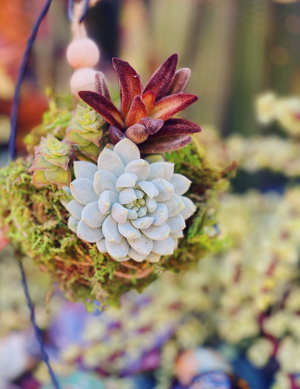 Hanging Succulent Kokedama