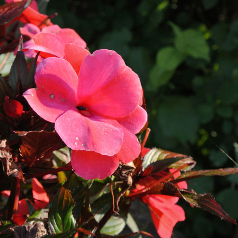 Wild Card: Springtime is a Gift.