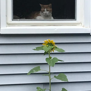 Oliver: "Good morning, Sunshine!"