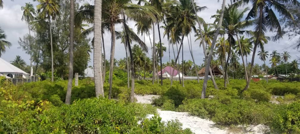 Land for Sale Matemwe 9,439 sqm - coconut palms