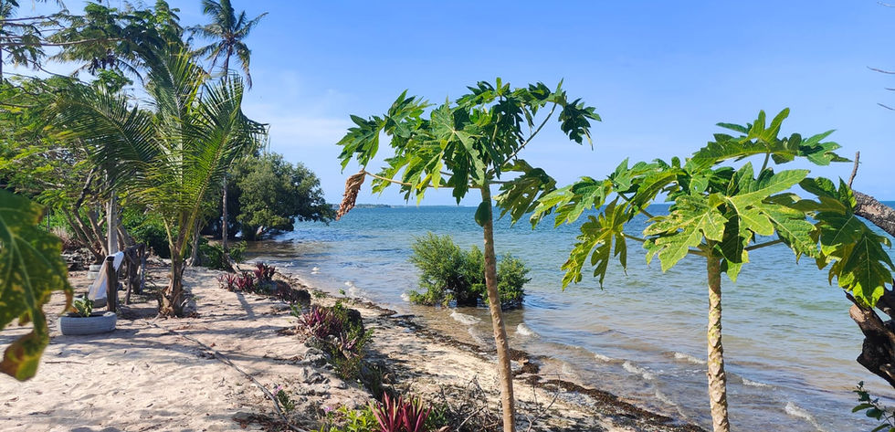 Land and Hotel for Sale in Chwaka - fruit trees