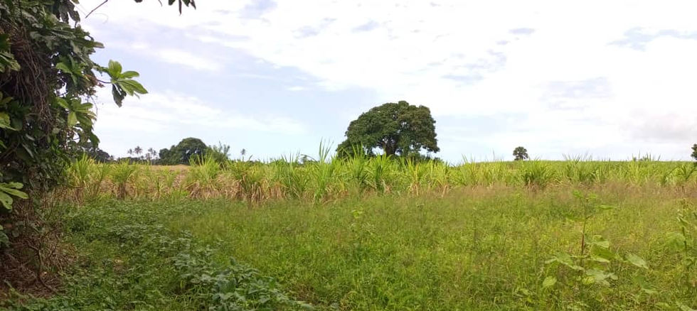 Land for Sale in Paje 762 sqm - lush vegetation