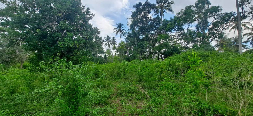 Land in Fukuchani for Sale 55,531- vegetation