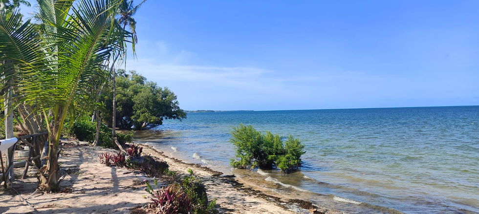 Land and Hotel for Sale in Chwaka - trees