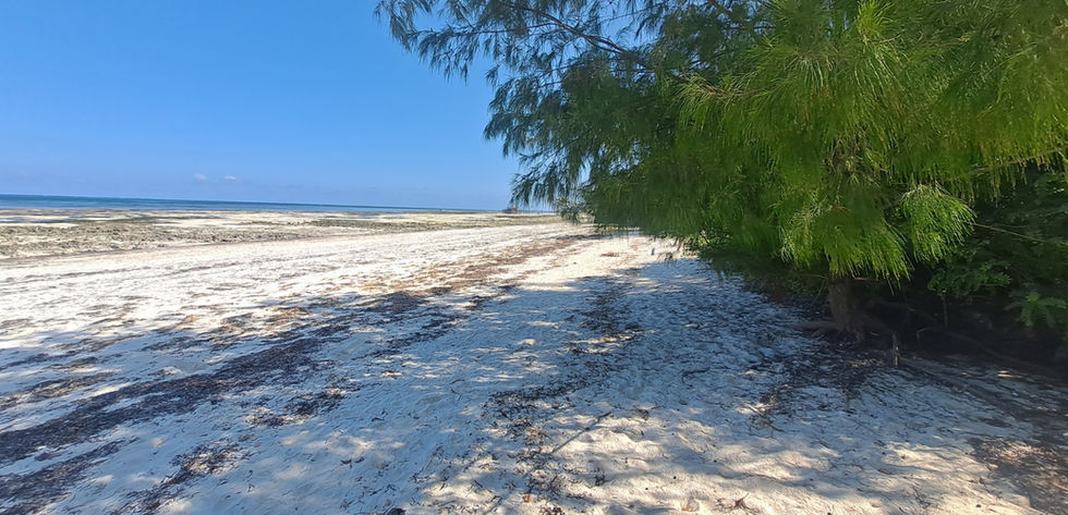 Hotel for Rent in Jambiani_20 rooms_beach (4).