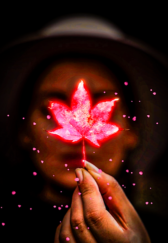 Maple Leaf Photos, Download The BEST Free Maple Leaf Stock Photos & HD Images.png