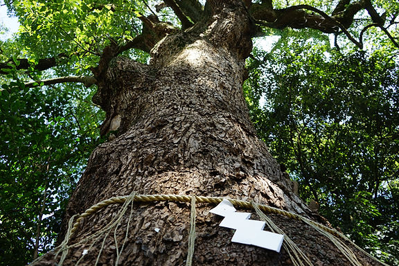 忙しい毎日に歌とリズムと「かみさま」を