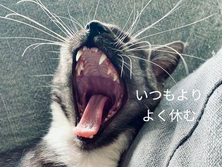2/7（土）21:00　いつもよりもよく休む　ヨーガ・ニドラー習慣