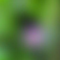 11/13(日)6:00 新月の朝の瞑想会