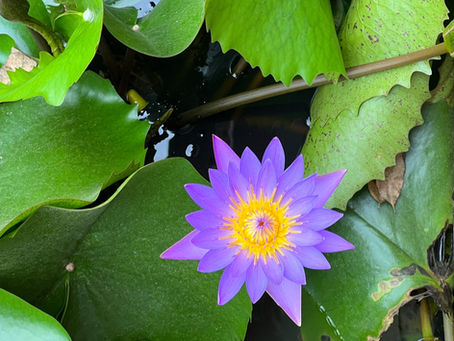 11/13（日）6:00 新月の朝の瞑想会