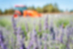 farm-to-bottle-lavender-hydrosol