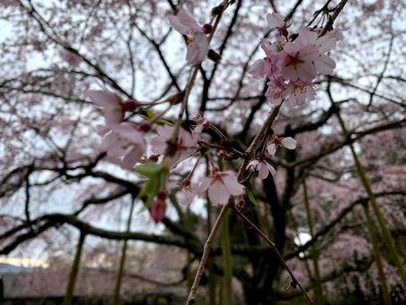 まほろば　山野辺の道　桜